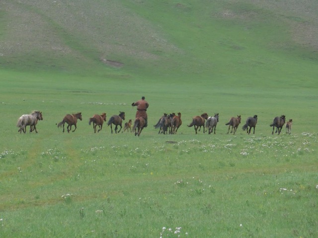 Voyage en Mongolie, juillet 2018